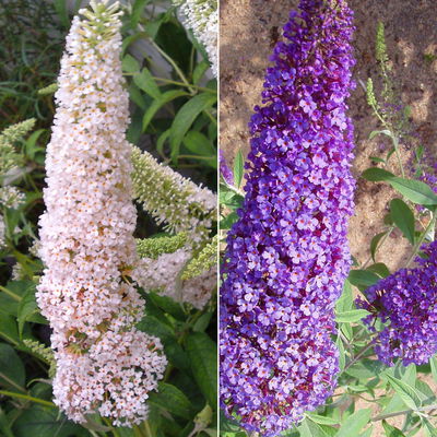 Duo-Schmetterlingsstrauch, Buddleja 'Reve de Papillion'®, blau-weiß, Topf 5 lt. Duo-Schmetterlingsstrauch, Buddleja 'Reve de Papillion'®, blau-weiß, Topf 5 lt.
