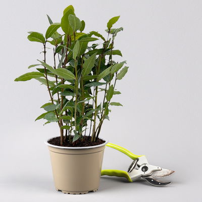 Sunny Herbs® Lorbeer, Topf-Ø 14 cm, 4 Pflanzen