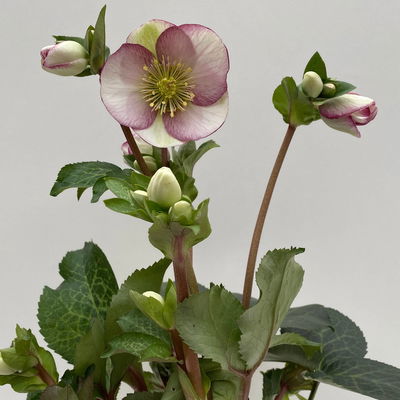 Helleborus 'Glenda's Gloss' rosa-weiß, Topf-Ø 15 cm Helleborus 'Glenda's Gloss' rosa-weiß, Topf-Ø 15 cm