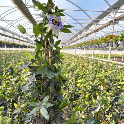 Passionsblume, blau-weiß, Pyramide, Topf-Ø 17 cm, Höhe ca. 60 cm