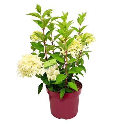 Rispenhortensie 'Skyfall'®, weiß, 3er-Set, Höhe 40-60 cm, Topf 5 Liter
