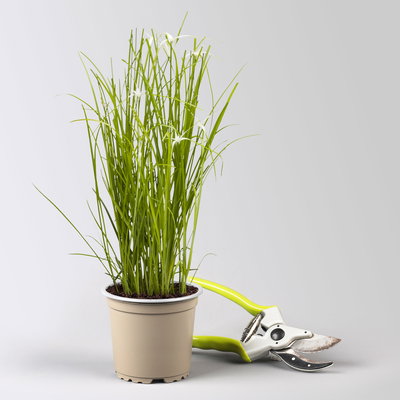 Rhynchospora colorata 'Sternentänzergras', Topf-Ø 10,5 cm, 6 Pflanzen