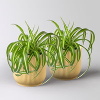 Grünlilie 'Bonnie', Topf-Ø 12 cm, inkl. Übertopf Vibes gelb, 2 Pflanzen