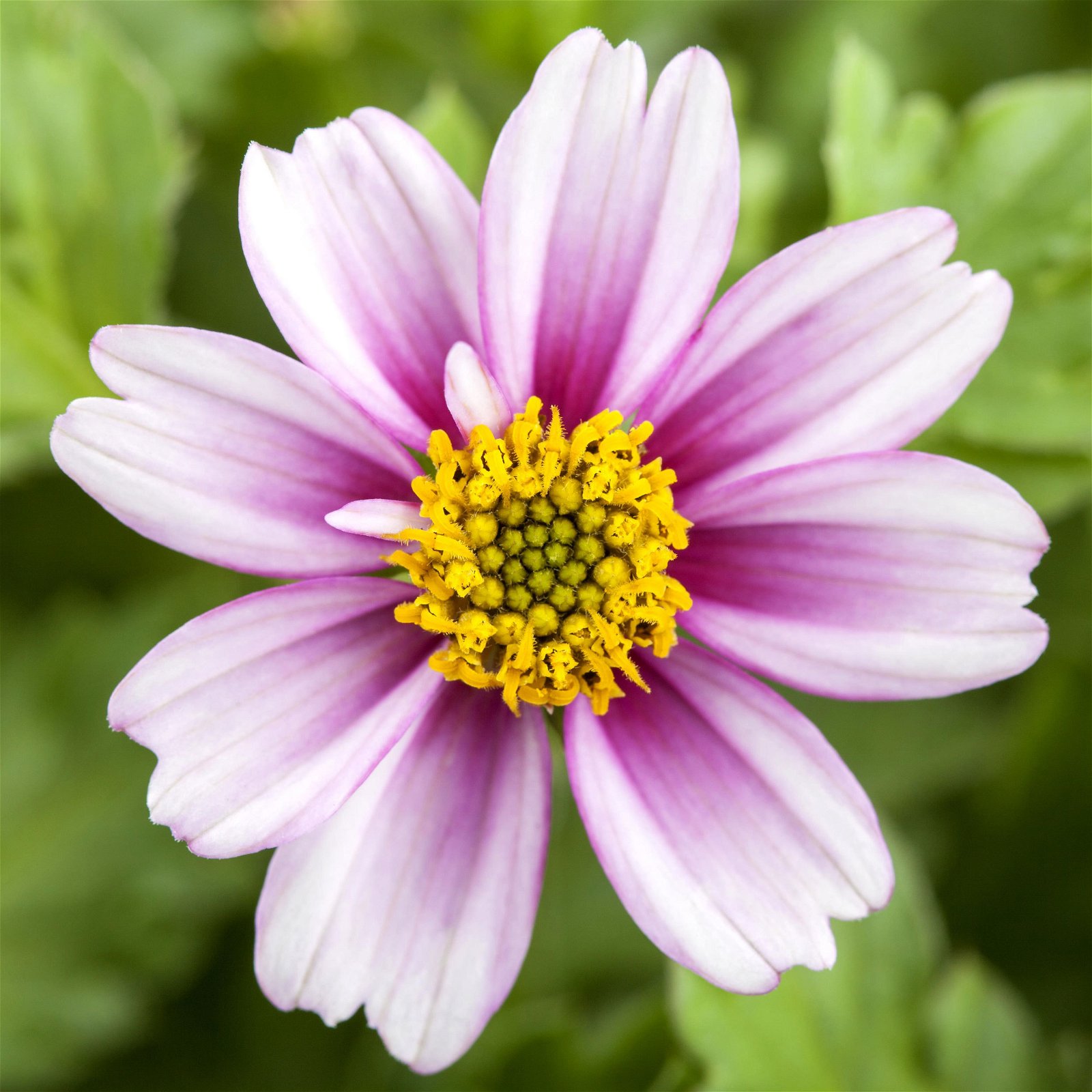 gemischte Sommerblumen-Ampel, rosa/pink, Ampeltopf-Ø 25/27 cm