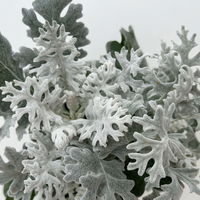 Silberblatt, grau/silber, Topf-Ø 12 cm, 6 Pflanzen