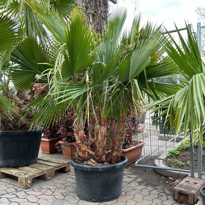 Washingtonia robusta, Multistamm, Topf 110-130 Liter, Höhe ca. 200 cm