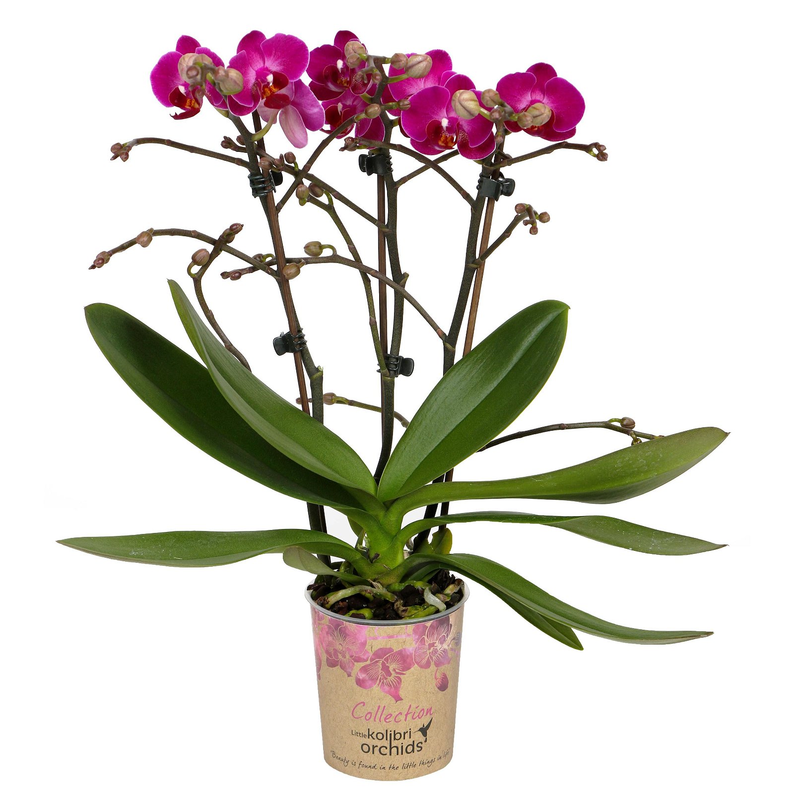 Phalaenopsis, Lilatöne, 3 Rispen, Topf-Ø 9 cm, Höhe ca. 30 cm