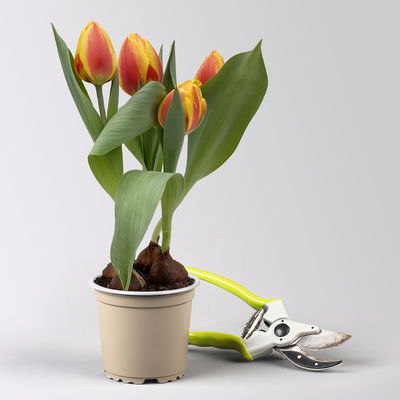 Tulpe zweifarbig, vorgetrieben, Topf-Ø 10 cm, 6 Pflanzen Tulpe zweifarbig, vorgetrieben, Topf-Ø 10 cm, 6 Pflanzen