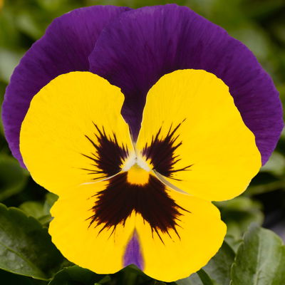 Stiefmütterchen, zweifarbig, Sorte zufällig, Topf-Ø 13 cm, 6 Pflanzen