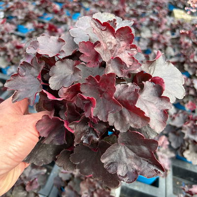 Bio Purpurglöckchen 'Starry Night', dunkel purpurn, Topf-Ø 12 cm, 3 Pflanzen