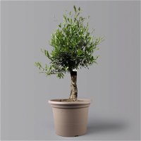 Olivenbaum 'Bonsai', Topf-Ø 35 cm, Höhe ca. 100 cm