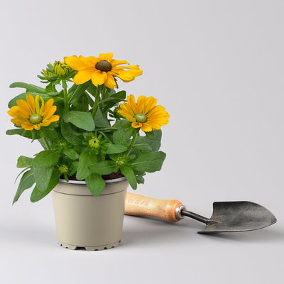 Rudbeckia hirta T13 'Toto', H28 (*) Rudbeckia hirta T13 'Toto', H28 (*)