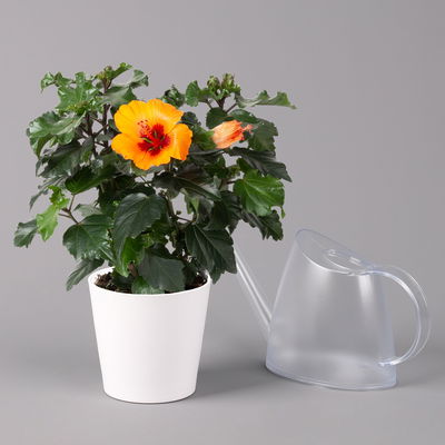 Hibiskus, Graff® 'Petit Orange', mit Keramiktopf weiß, Topf-Ø 13 cm, 2 Pflanzen