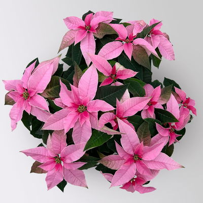 Bio Herbsttern, Euphorbia 'Princettia'®, hellrosa, Topf-Ø 17 cm