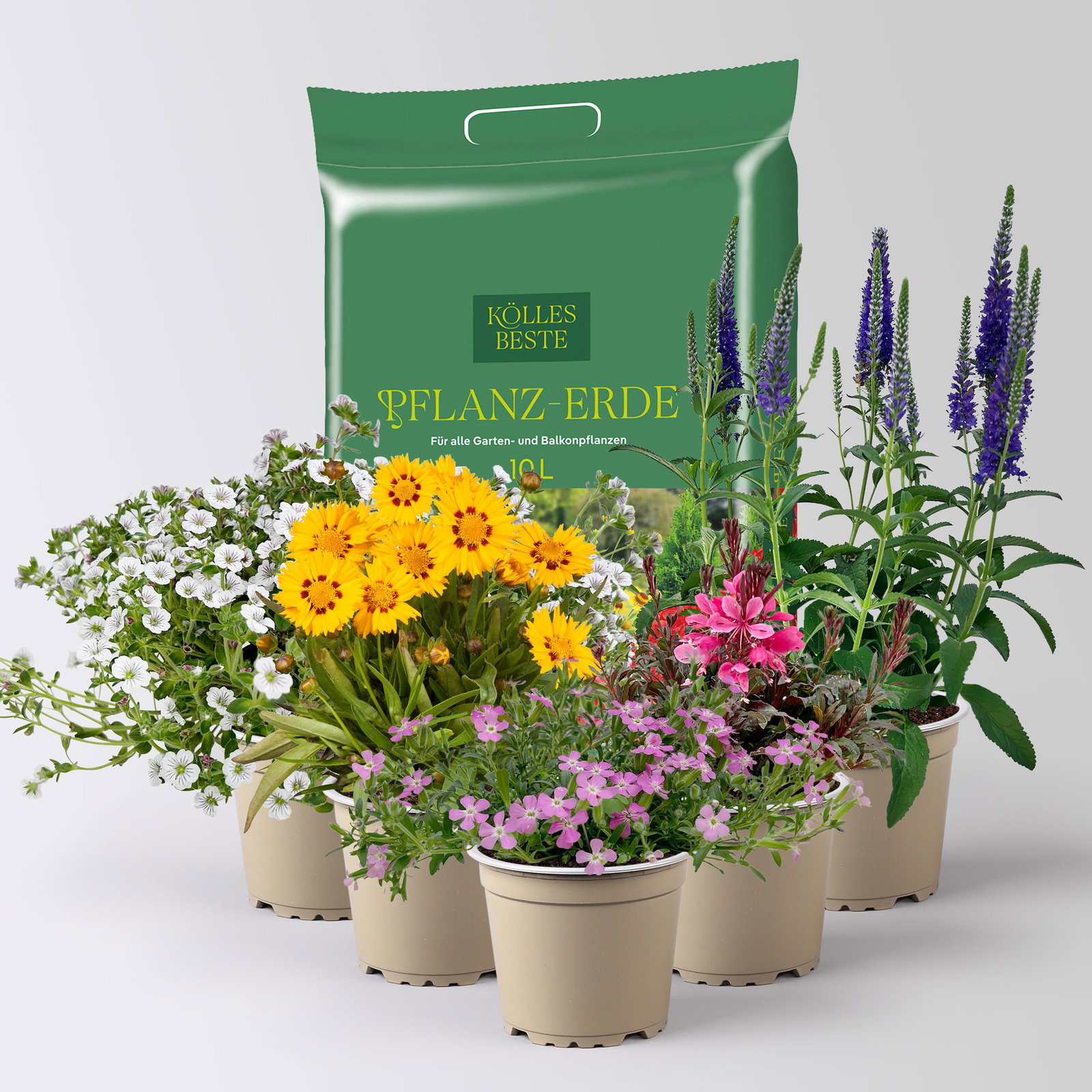 Pflanzenkreation Blütengeflüster, 5 Pflanzen inkl. Erde