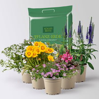 Pflanzenkreation Blütengeflüster, 5 Pflanzen inkl. Erde