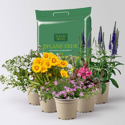 Pflanzenkreation Blütengeflüster, 5 Pflanzen inkl. Erde