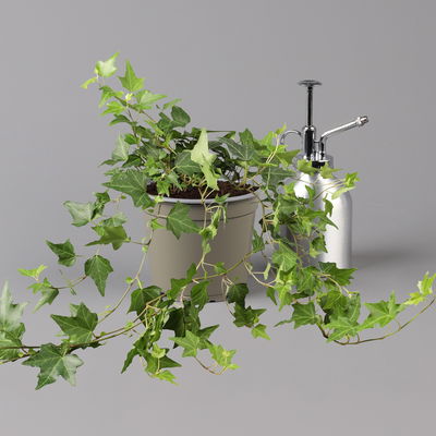 Efeu, grün, Topf-Ø 12/13 cm, 3 Pflanzen Efeu, grün, Topf-Ø 12/13 cm, 3 Pflanzen