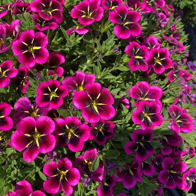 Zauberglöckchen 'Goodnight Kiss' pink-gelb, Topf-Ø 13 cm, 6 Pflanzen