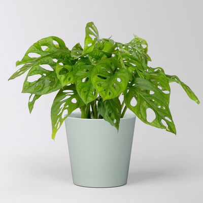 Monstera adansonii mit Keramiktopf Dallas gletscherblau, Topf-Ø 12 cm Monstera adansonii mit Keramiktopf Dallas gletscherblau, Topf-Ø 12 cm