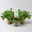 Duftgeranie 'Freshfruity® Melone', Topf-Ø 12 cm, 3 Pflanzen Duftgeranie 'Freshfruity® Melone', Topf-Ø 12 cm, 3 Pflanzen