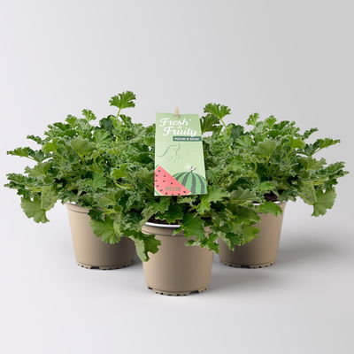 Duftgeranie 'Freshfruity® Melone', Topf-Ø 12 cm, 3 Pflanzen