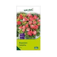 Knollenbegonie 'Camelia', rot & weiß, Größe 6+, 3 Blumenknollen