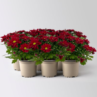 Chrysanthemen 'Swifty', rot, Topf-Ø 10,5 cm, 6 Pflanzen Chrysanthemen 'Swifty', rot, Topf-Ø 10,5 cm, 6 Pflanzen