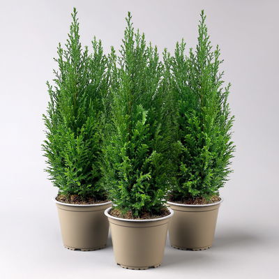 Blaue Kegelzypresse 'Ellwoodii', Topf-Ø 13cm, 3 Pflanzen Blaue Kegelzypresse 'Ellwoodii', Topf-Ø 13cm, 3 Pflanzen