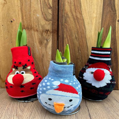 Amaryllis in Wachs, Dekor 'Xmas Classic', Farbe zufällig, Blüte weiß