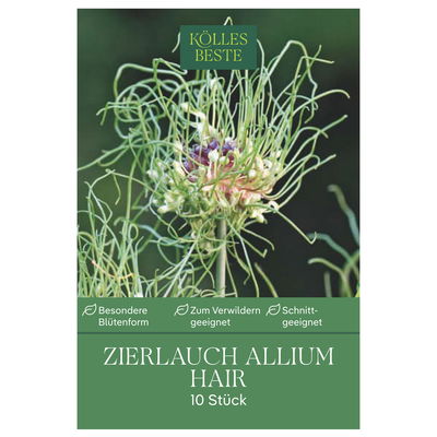 Allium Hair (Zierlauch) grün/lila, 10 Blumenzwiebeln Allium Hair (Zierlauch) grün/lila, 10 Blumenzwiebeln