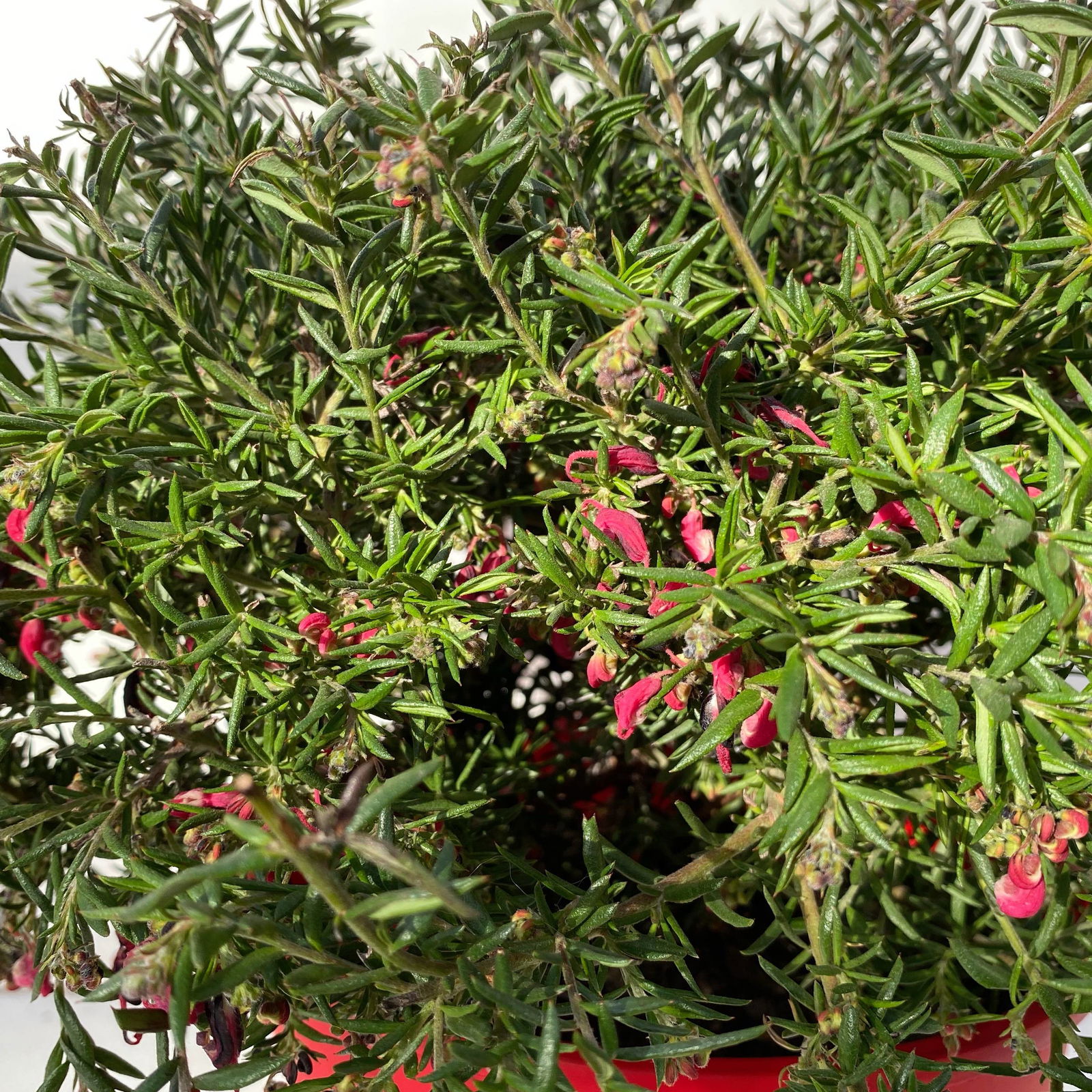 Grevillea Hybride 'Poorinda Rondeau' rosa-weiß, Topf-Ø 19 cm,  Höhe ca. 35 cm