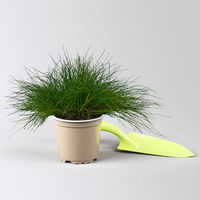 Bärenfell Schwingel 'Pic Carlit', Topf-Ø 10,5 cm, 6 Pflanzen