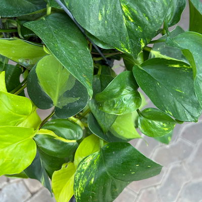 Grünpflanzen-Set Buntes-Trio, Hängeampel-Ø 15 cm, 3 Pflanzen