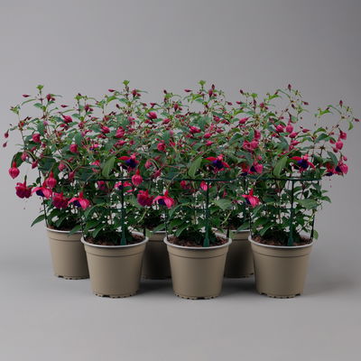 Fuchsien hängend, rot-lila, Topf-Ø 12 cm, 6er-Set