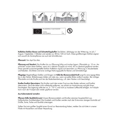 Dahlien 'Bienen- und Schmetterlingsbuffet', 3 Stück Dahlien 'Bienen- und Schmetterlingsbuffet', 3 Stück