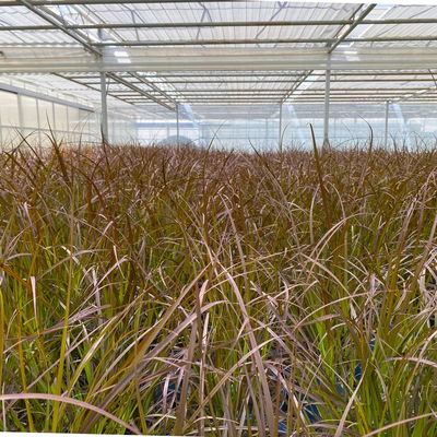 Lampenputzergras, rotlaubig, Topf-Ø 21 cm