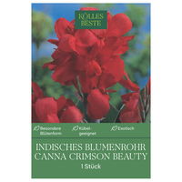 Kölles Beste Indisches Blumenrohr 'Crimson Beauty', rot, 1 Blumenzwiebel