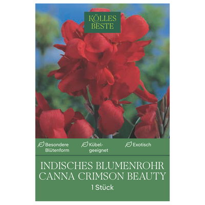 Kölles Beste Indisches Blumenrohr 'Crimson Beauty', rot, 1 Blumenzwiebel