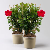 Dipladenie, rot, Spalier, Topf-Ø 17 cm, Höhe ca. 50 cm, 2 Pflanzen