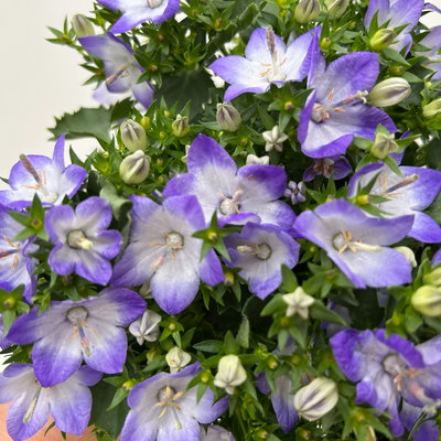 Glockenblume 'Fancy Mee'®, weiß-lilablau, Topf-Ø 10,5 cm, 6 Pflanzen Glockenblume 'Fancy Mee'®, weiß-lilablau, Topf-Ø 10,5 cm, 6 Pflanzen