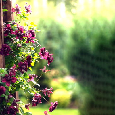 Italienische Waldrebe 'Purpurea Plena Elegans', 2er-Set, purpurviolett