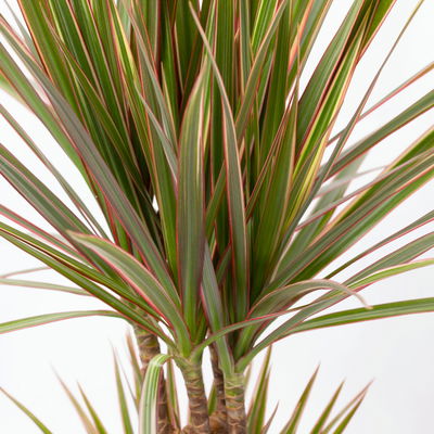 Gerandeter Drachenbaum 'Bicolor', Topf-Ø 17 cm, Höhe ca. 70 cm