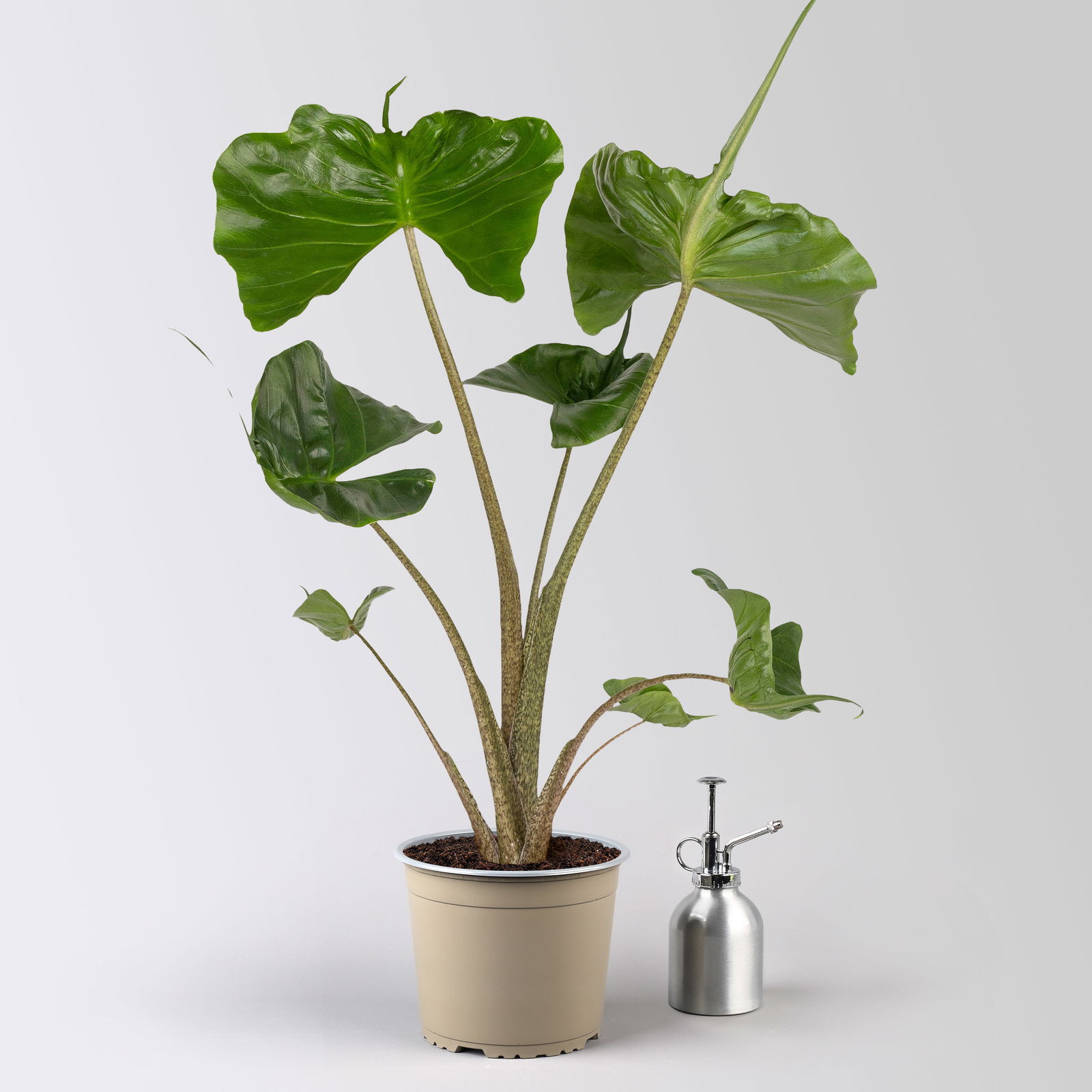 Alocasia 'Stingray', Topf-Ø 17 cm, Höhe ca. 60 cm, 2 Pflanzen Alocasia 'Stingray', Topf-Ø 17 cm, Höhe ca. 60 cm, 2 Pflanzen