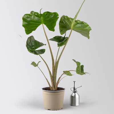 Alocasia 'Stingray', Topf-Ø 17 cm, Höhe ca. 60 cm, 2 Pflanzen Alocasia 'Stingray', Topf-Ø 17 cm, Höhe ca. 60 cm, 2 Pflanzen