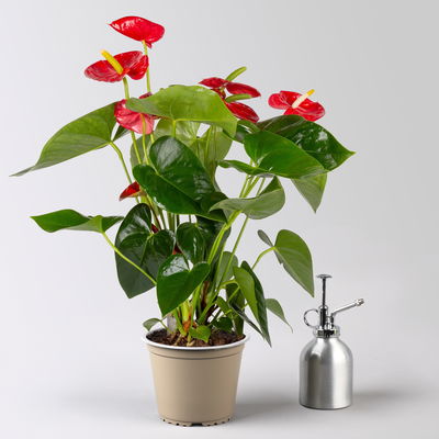 Flamingoblume, 'Royal Red Champion', rot, Topf-Ø 14 cm, Höhe ca. 50 cm Flamingoblume, 'Royal Red Champion', rot, Topf-Ø 14 cm, Höhe ca. 50 cm