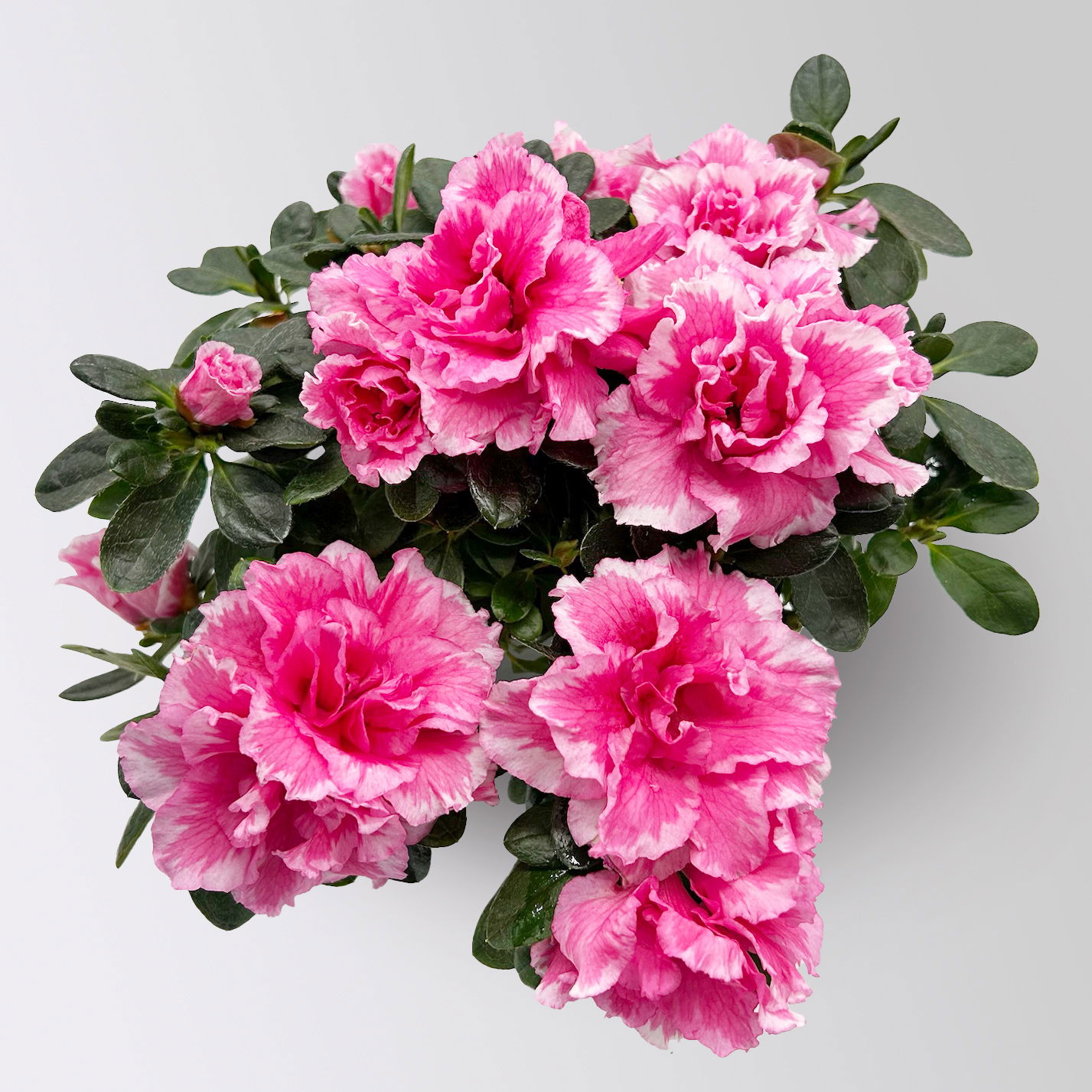 Azalee 'Vogel' Mix, gefüllt, Topf-Ø 11 cm, Höhe ca. 20 cm, 8 Pflanzen Azalee 'Vogel' Mix, gefüllt, Topf-Ø 11 cm, Höhe ca. 20 cm, 8 Pflanzen