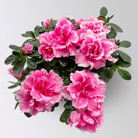 Azalee 'Vogel' Mix, gefüllt, Topf-Ø 11 cm, Höhe ca. 20 cm, 8 Pflanzen Azalee 'Vogel' Mix, gefüllt, Topf-Ø 11 cm, Höhe ca. 20 cm, 8 Pflanzen