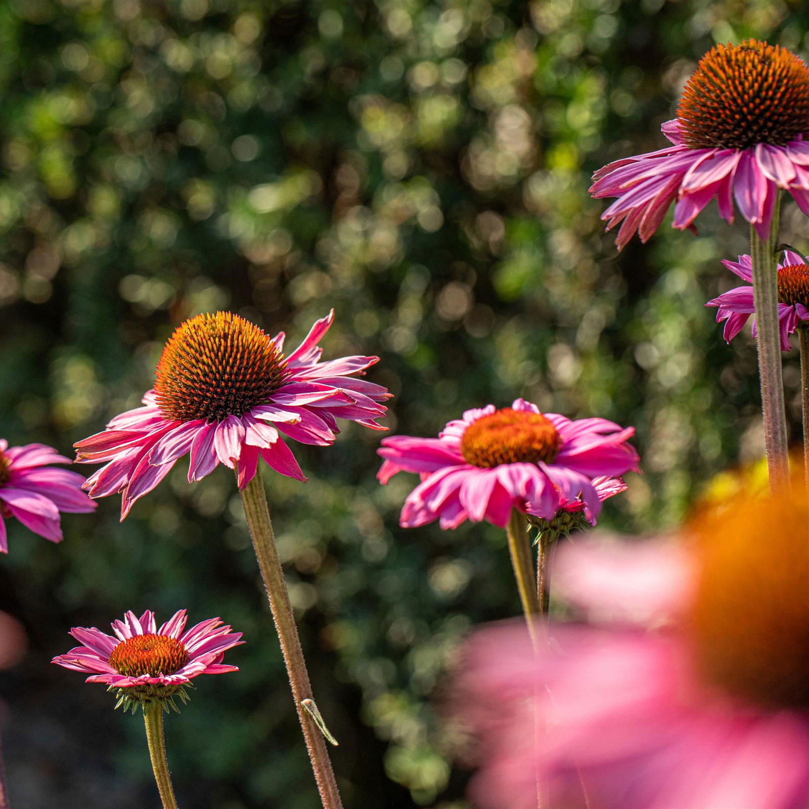Purpursonnenhut 'PowWow® Wild Berry', purpurrosa, Topf-Ø 13 cm