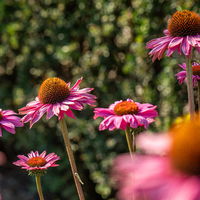 Purpursonnenhut 'PowWow® Wild Berry', purpurrosa, Topf-Ø 13 cm